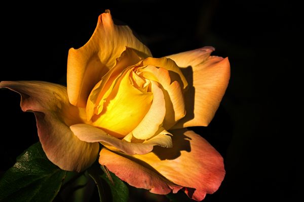 Eine Mittwochsrose in gelb....