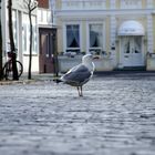 eine Möve auf Norderney