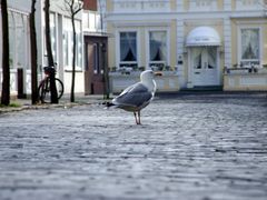 eine Möve auf Norderney