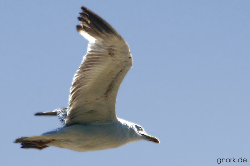 Eine Möve bei ihrem Flug durch die losinjer Lüfte...