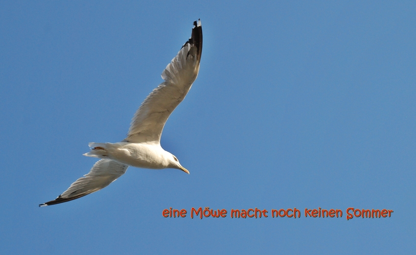 eine Möwe.....