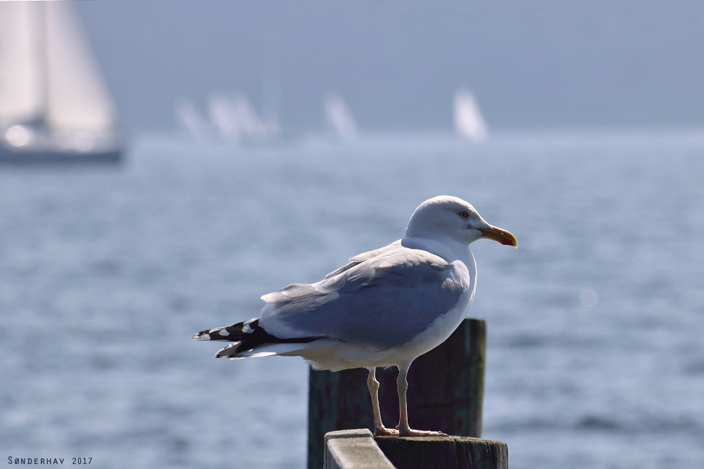 Eine Möwe