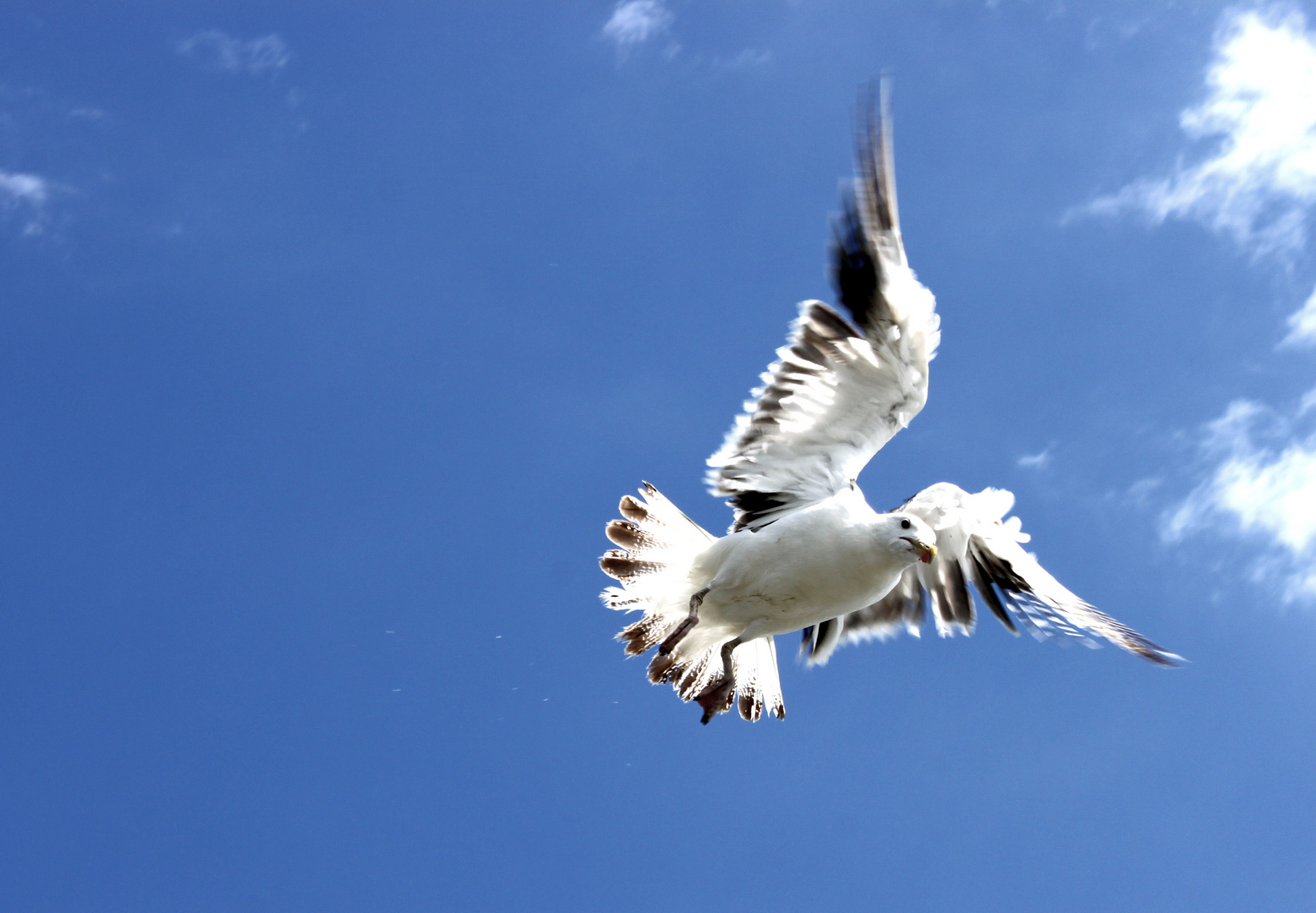 EIne Möwe - A Gull