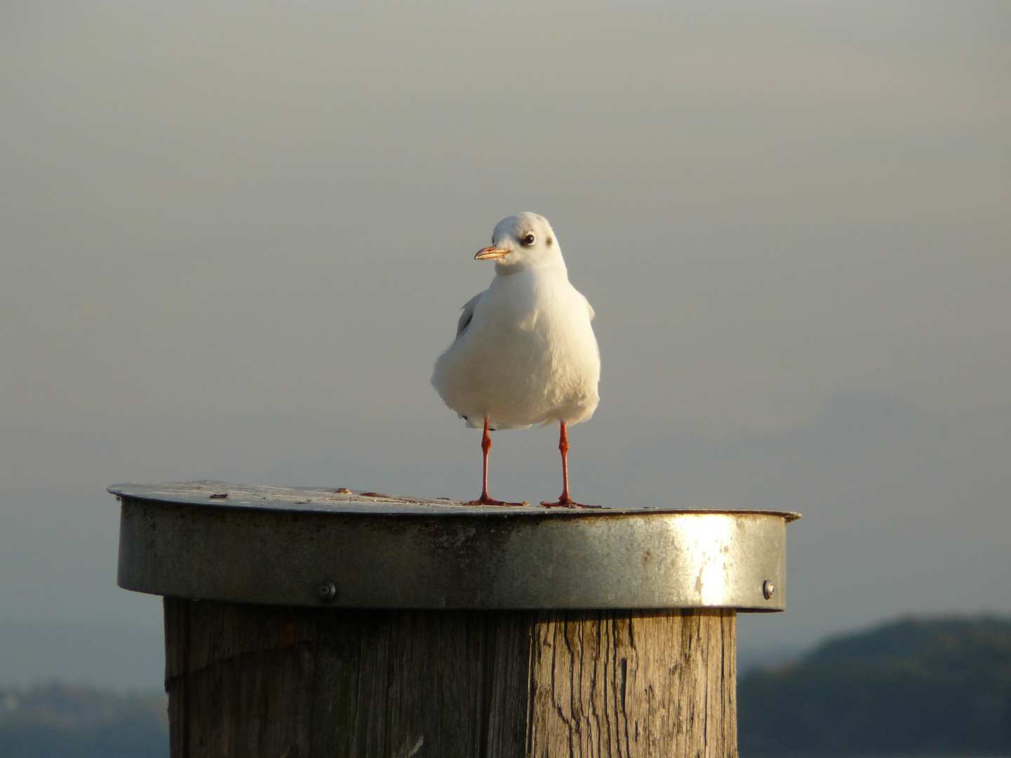 Eine Möwe am Bodensee