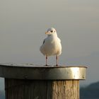 Eine Möwe am Bodensee