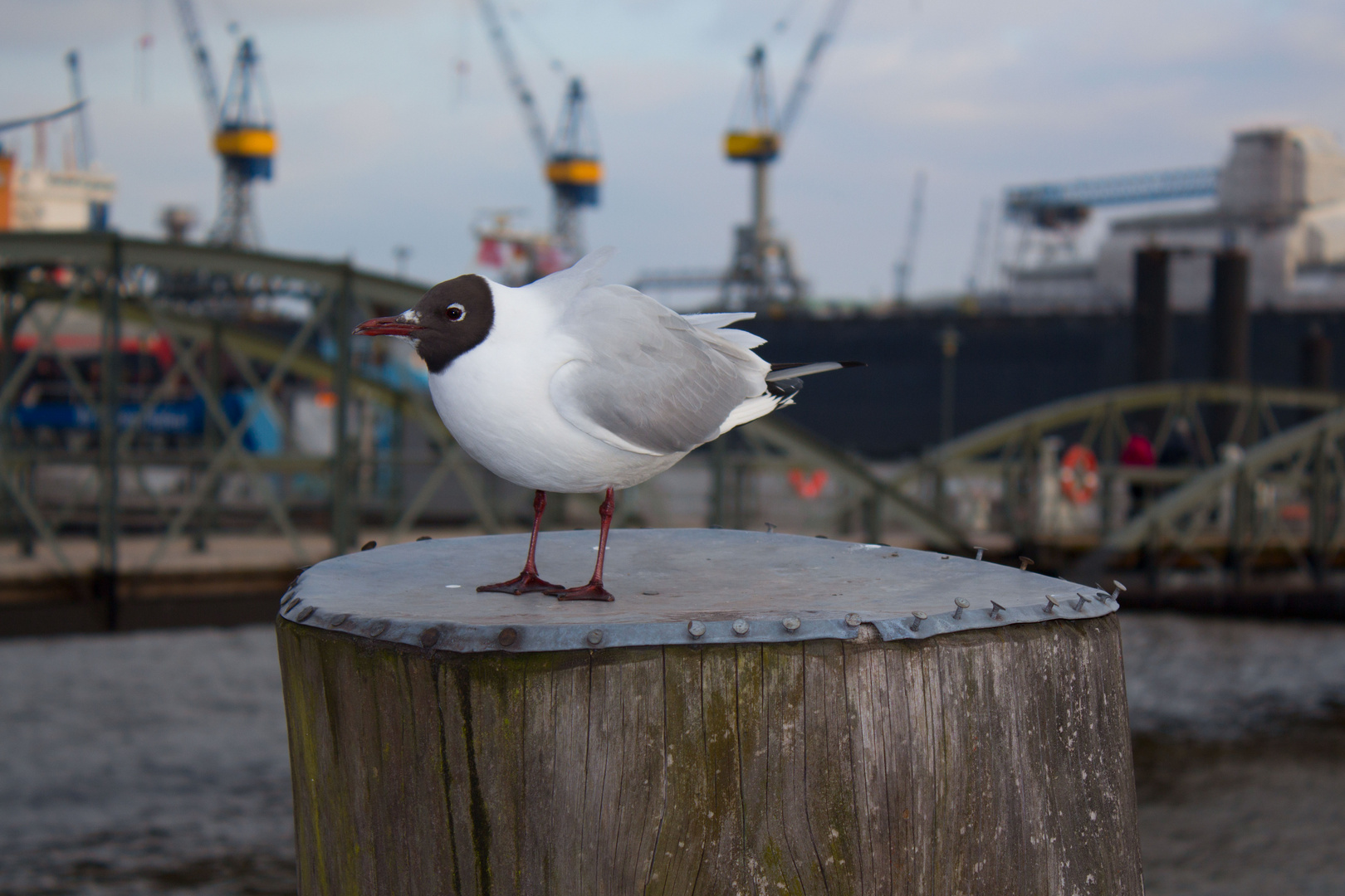 Eine Möwe am Fischmarkt