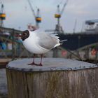 Eine Möwe am Fischmarkt