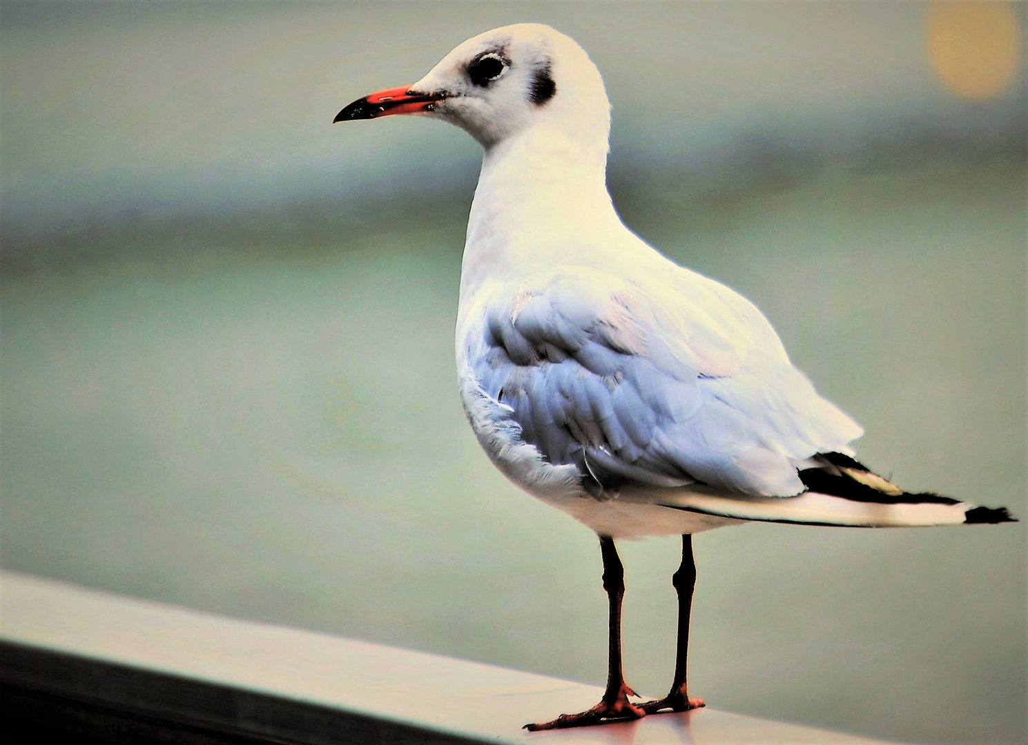 Eine Möwe am kölner Rheinufer