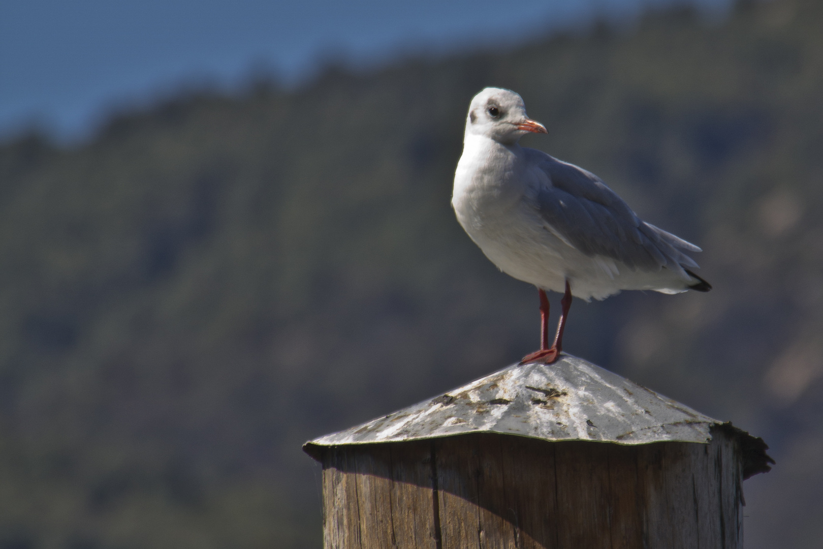 Eine Möwe am Lago Maggiore