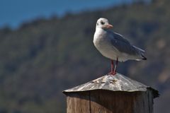 Eine Möwe am Lago Maggiore