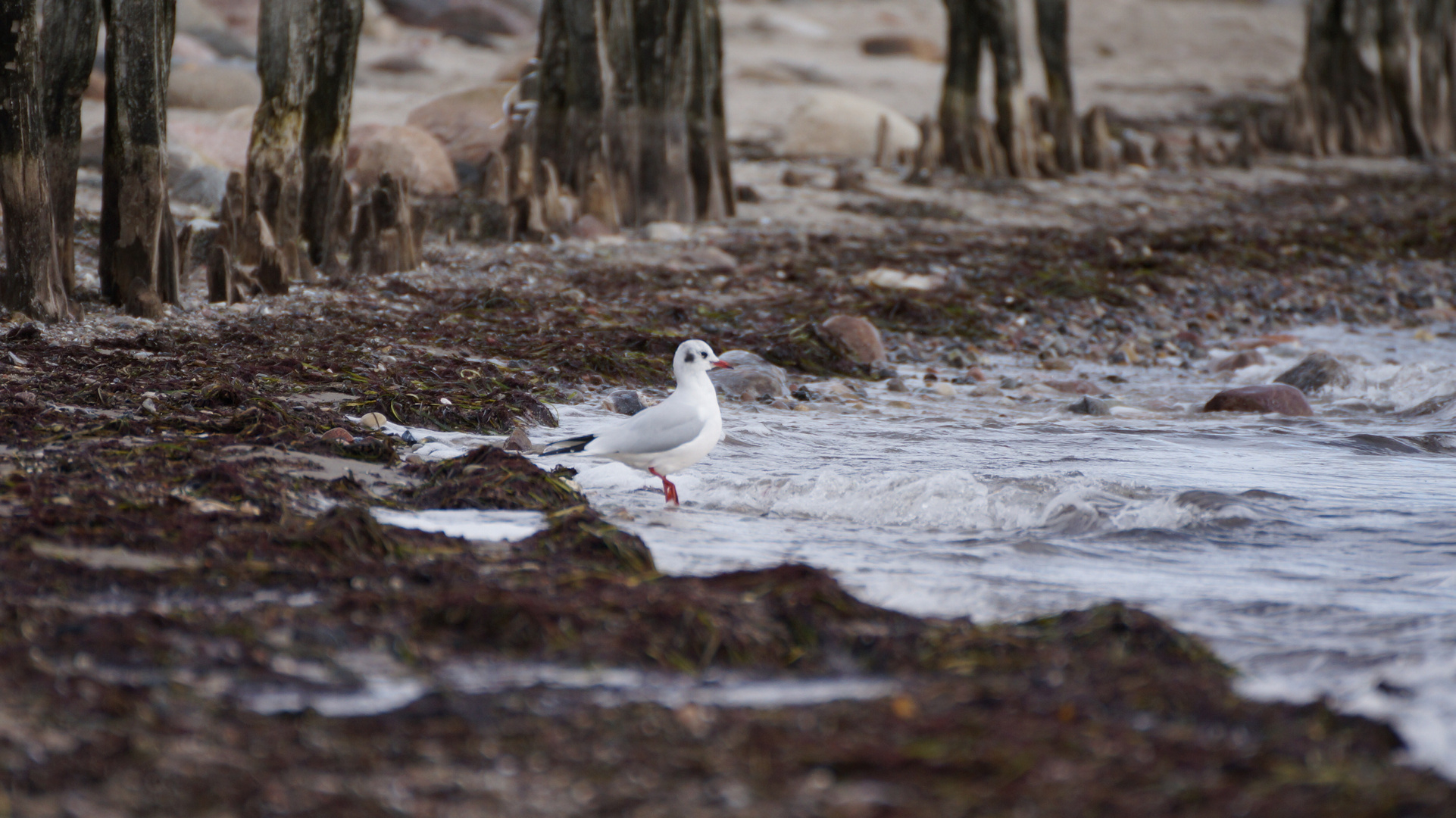 Eine Möwe am Strand