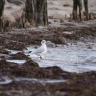 Eine Möwe am Strand