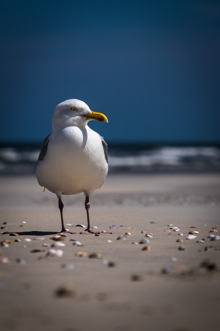 Eine Möwe am Strand von Borkum.