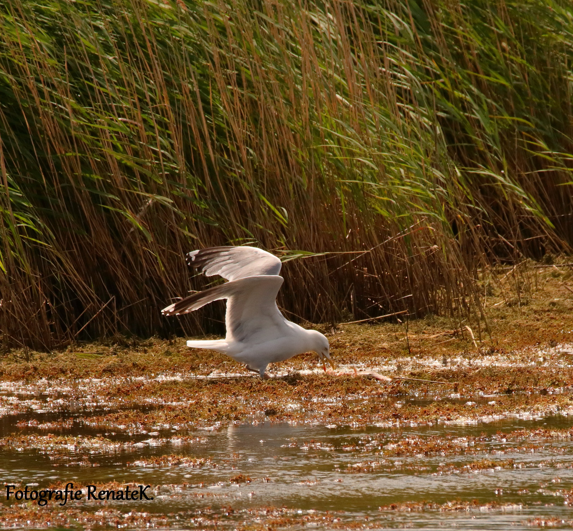 Eine Möwe auf der Vogelinsel "Große Kirr"