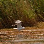 Eine Möwe auf der Vogelinsel "Große Kirr"