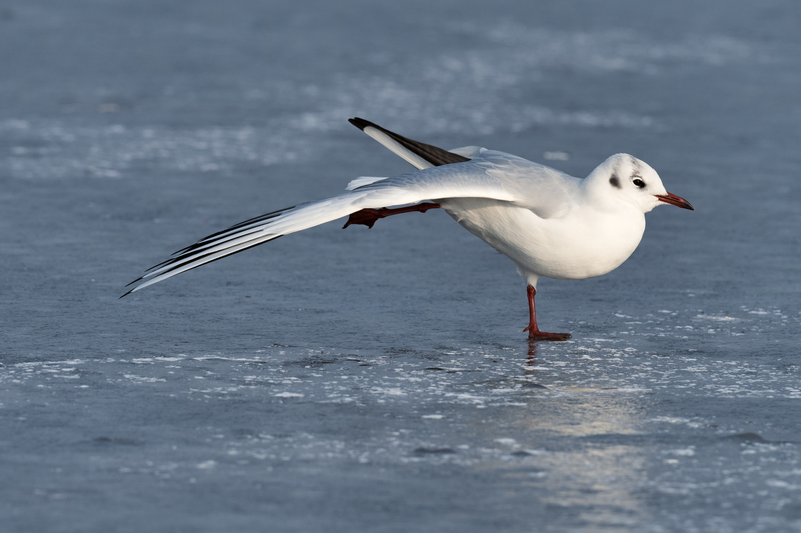 Eine Möwe auf 'Egå engsø', Dänemark