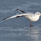 Eine Möwe auf 'Egå engsø', Dänemark