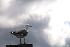 Eine Möwe auf Helgoland