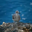 Eine Möwe auf Mallorca