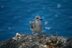 Eine Möwe auf Mallorca