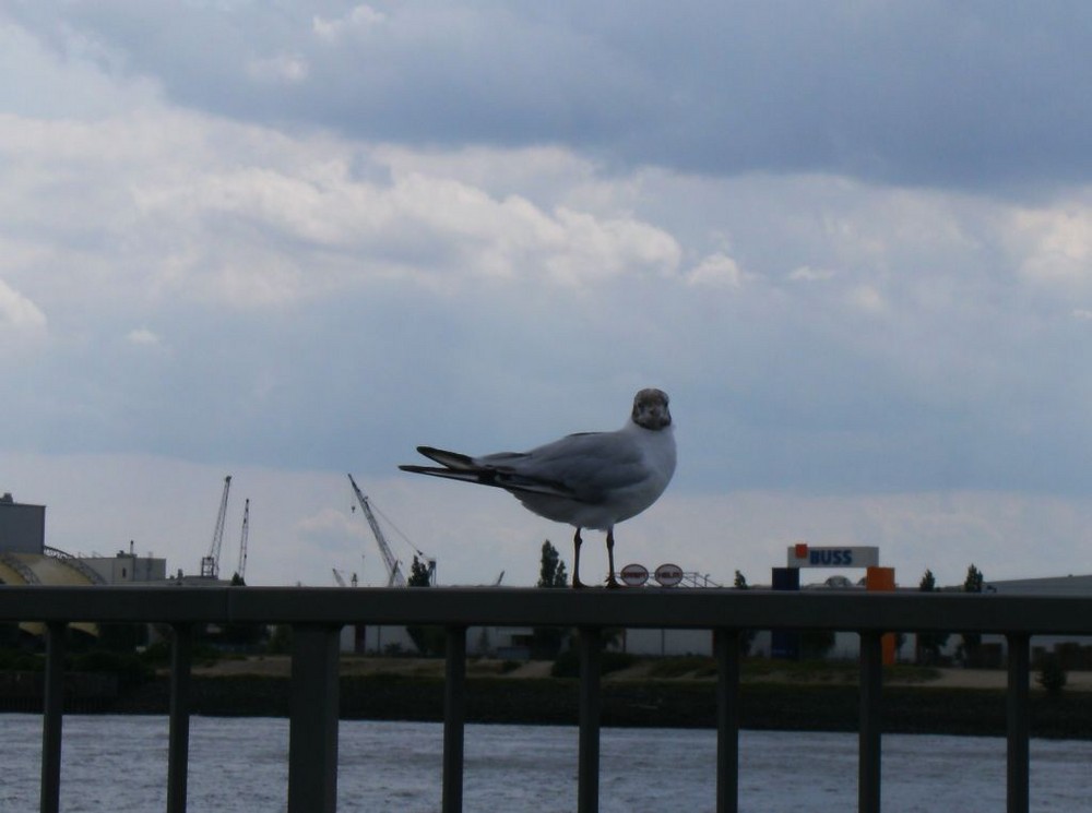 Eine Möwe aus Hamburg (Hafen)