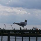 Eine Möwe aus Hamburg (Hafen)