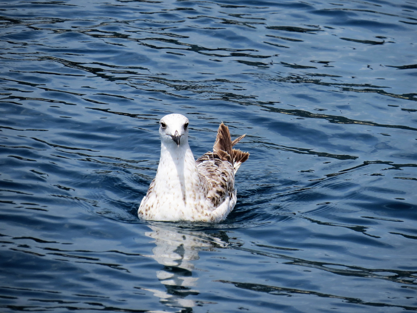 Eine Möwe aus Triest