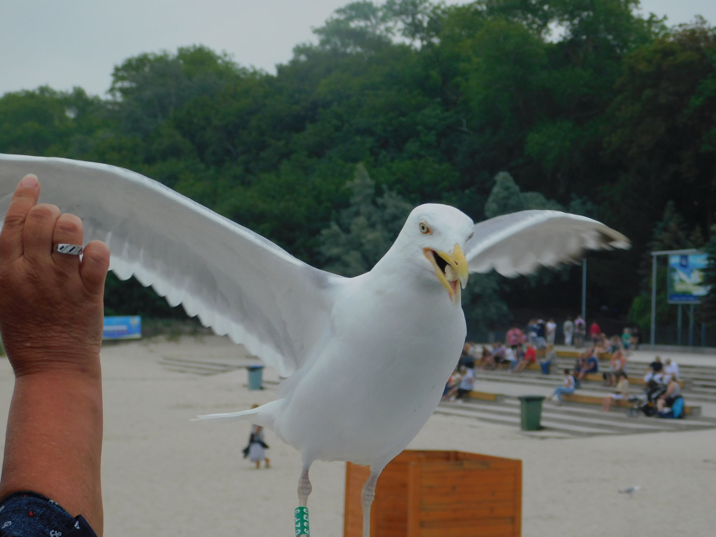 Eine Möwe bei der Fütterung