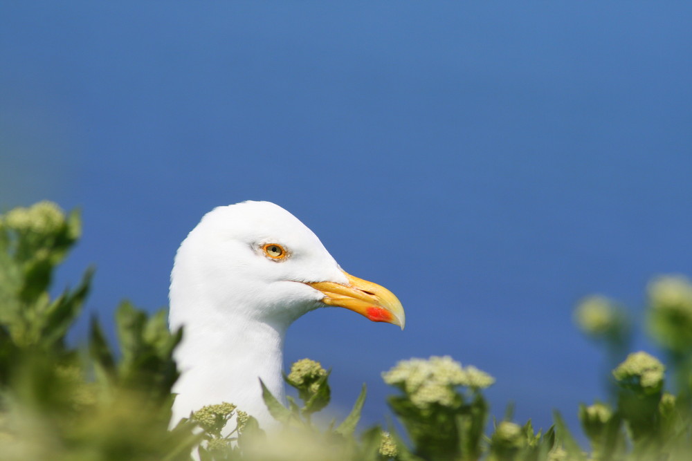 Eine Möwe blickt mich an - Nordsee 2008