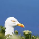 Eine Möwe blickt mich an - Nordsee 2008