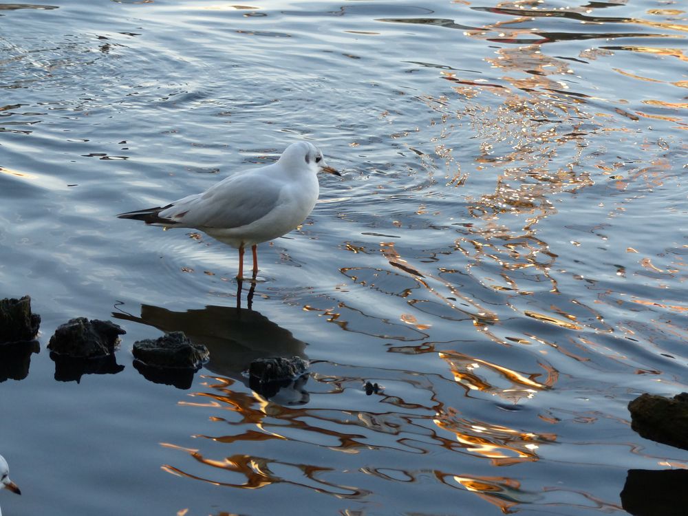 Eine Möwe