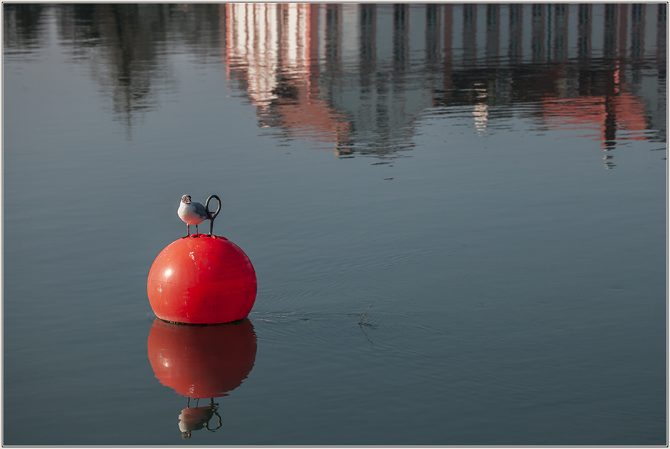 Eine Möwe ...