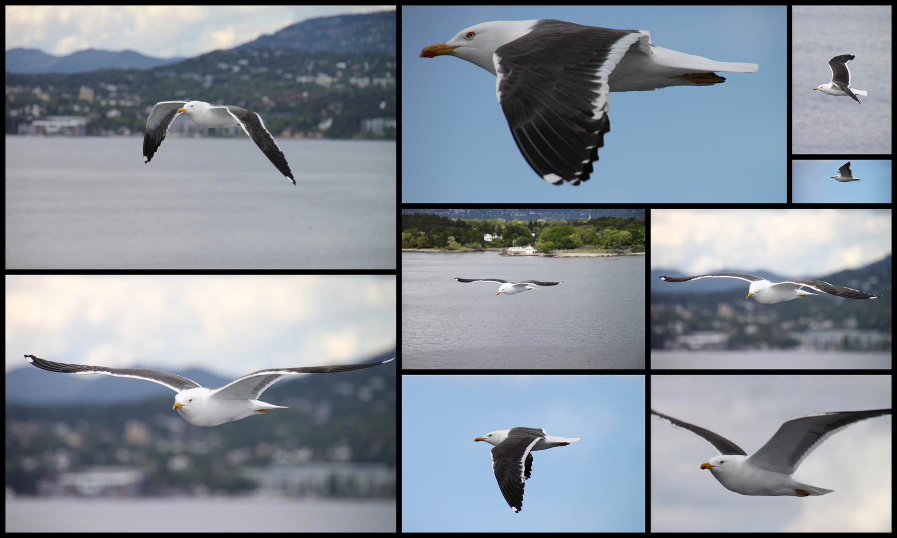 Eine Möwe, ein Fjord!