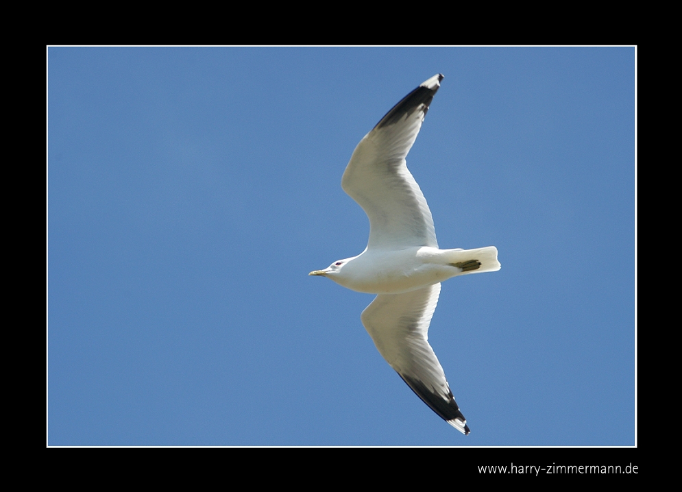 eine Möwe fliegt nach......