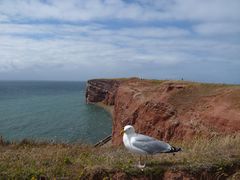 eine Möwe fliegt nach Helgoland