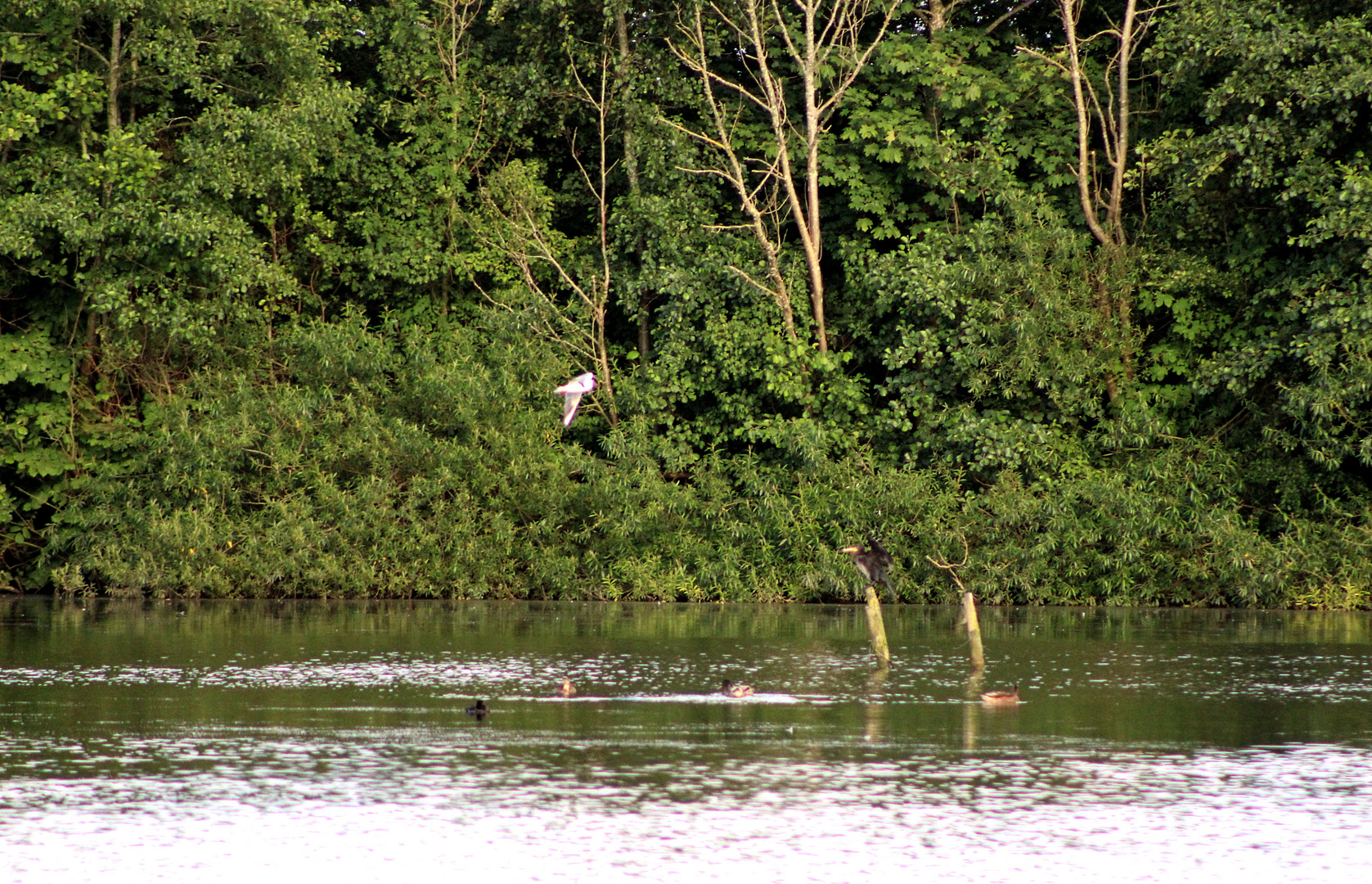 eine Möwe fliegt über den Sumpfsee ...