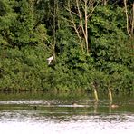 eine Möwe fliegt über den Sumpfsee ...