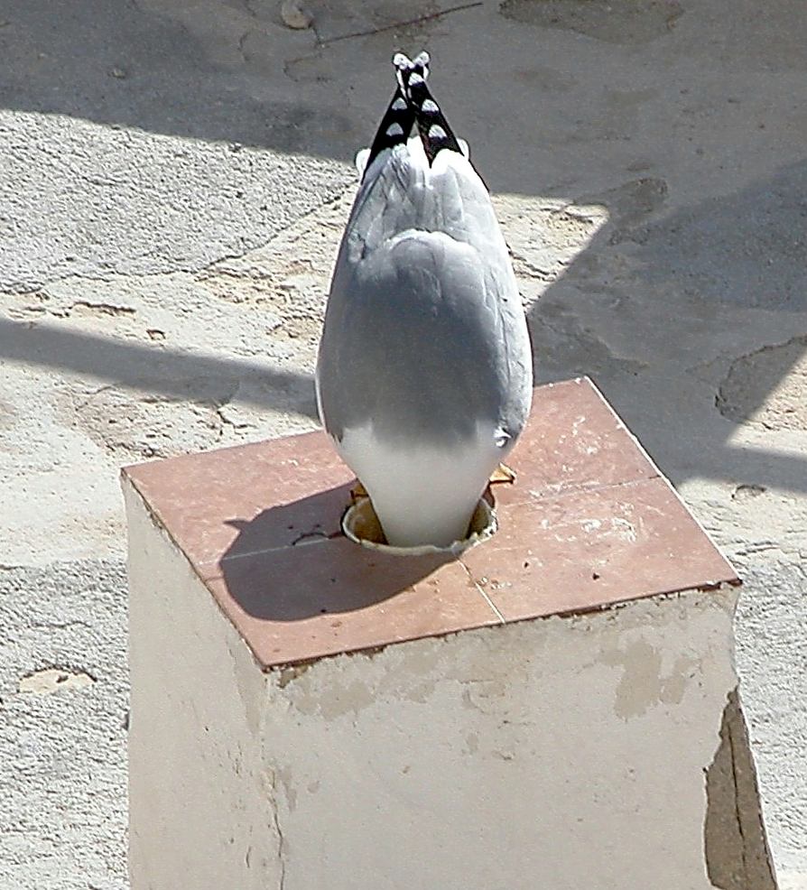 eine Möwe geht dem Ding auf den Grund