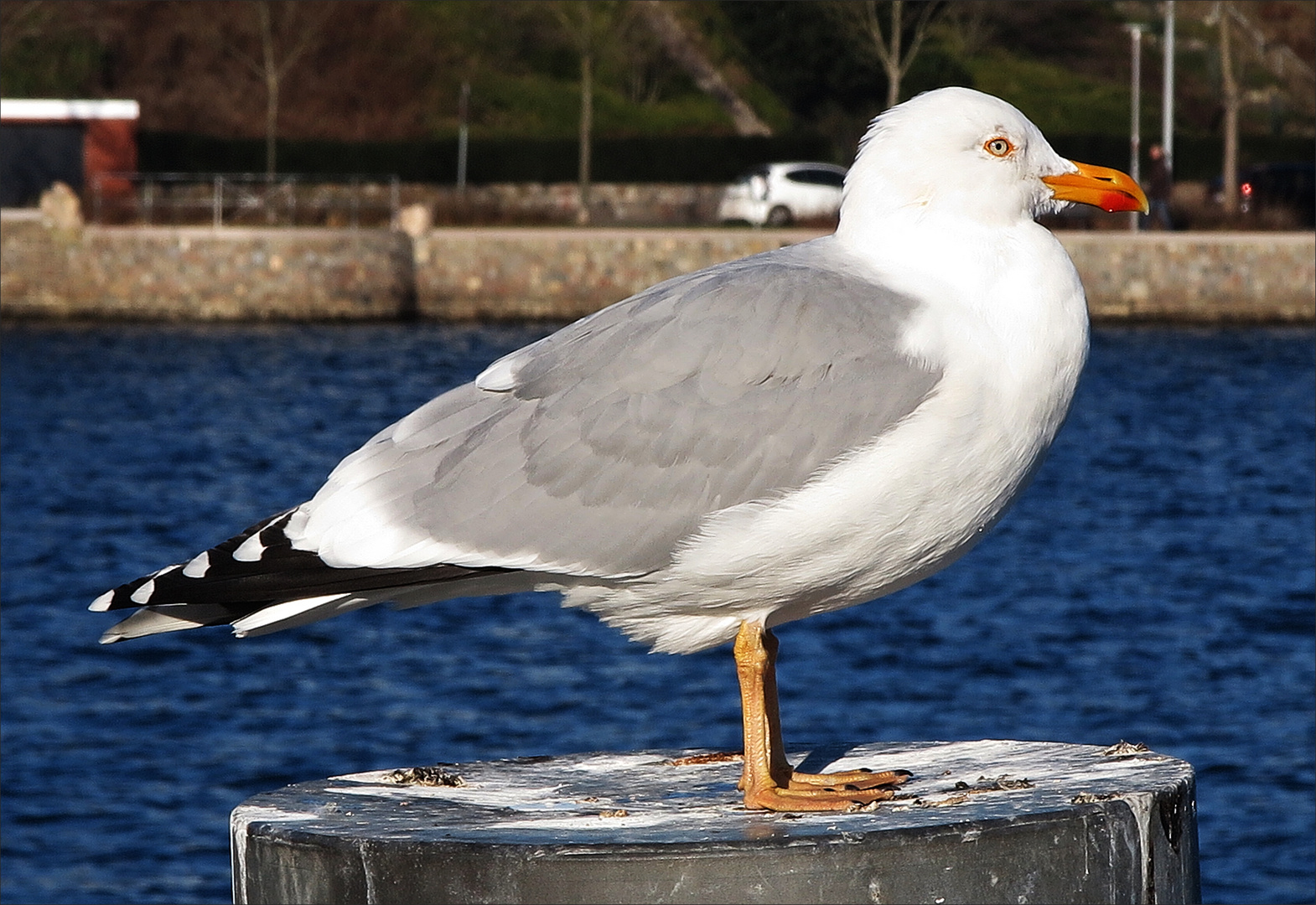 Eine Möwe genießt die Sonnenstrahlen im Hafen von Eckernförde im Januar