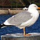 Eine Möwe genießt die Sonnenstrahlen im Hafen von Eckernförde im Januar