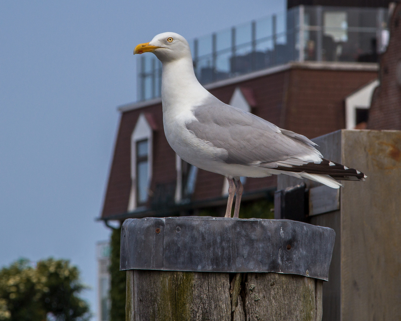 Eine Möwe I