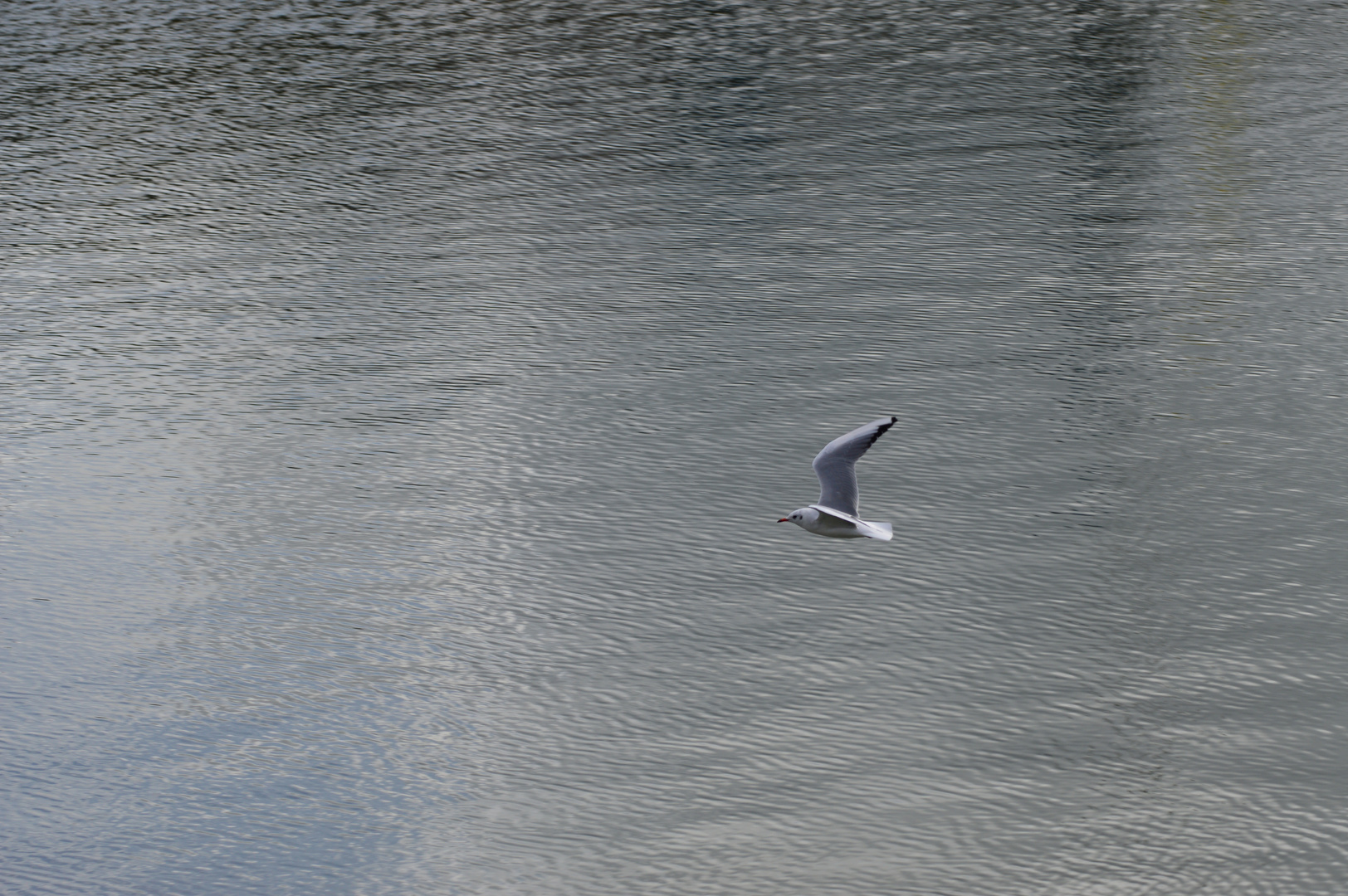 Eine Möwe im Flug 