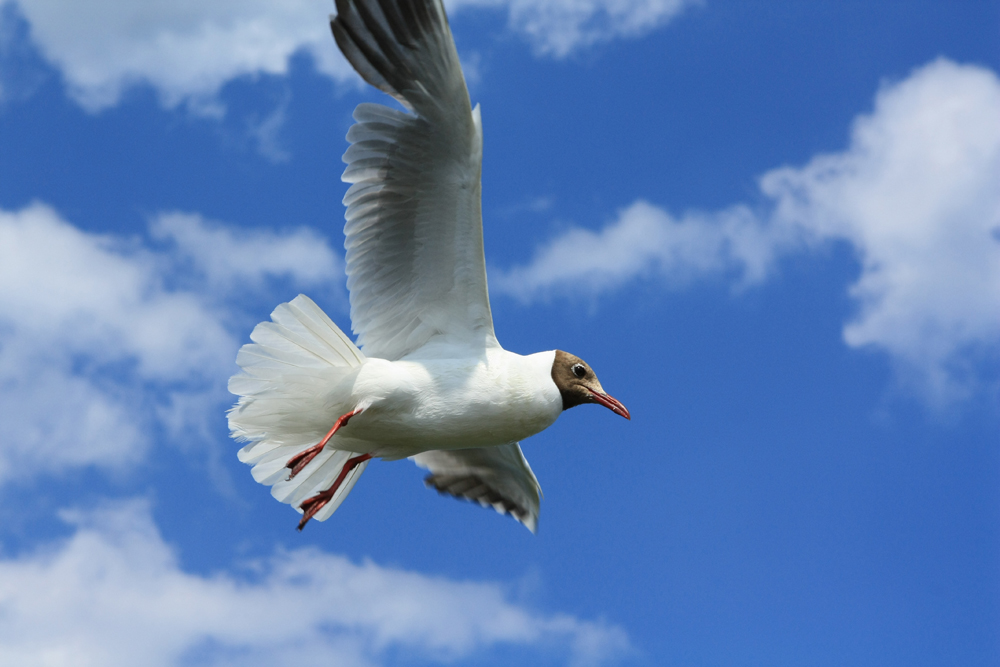 Eine Möwe im Flug ...