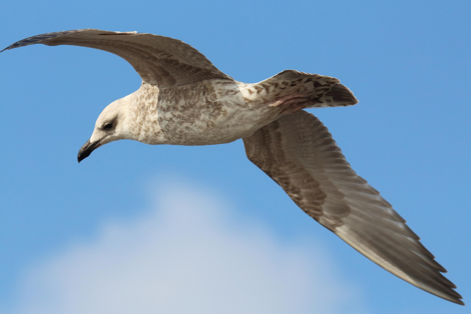 Eine Möwe im Flug