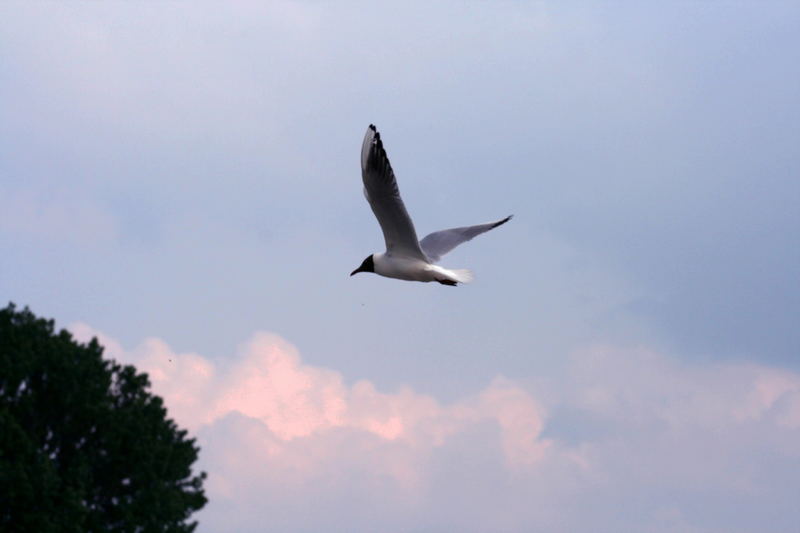 Eine Möwe im Flug