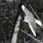 eine Möwe im Flug