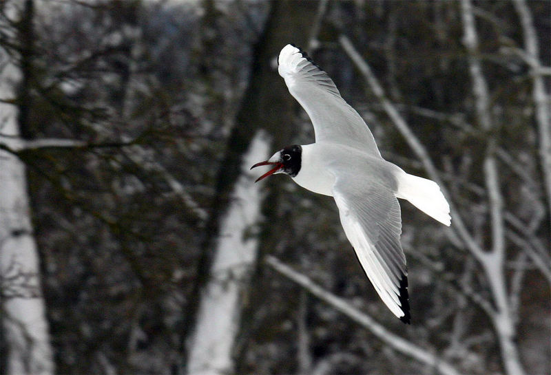 eine Möwe im Flug