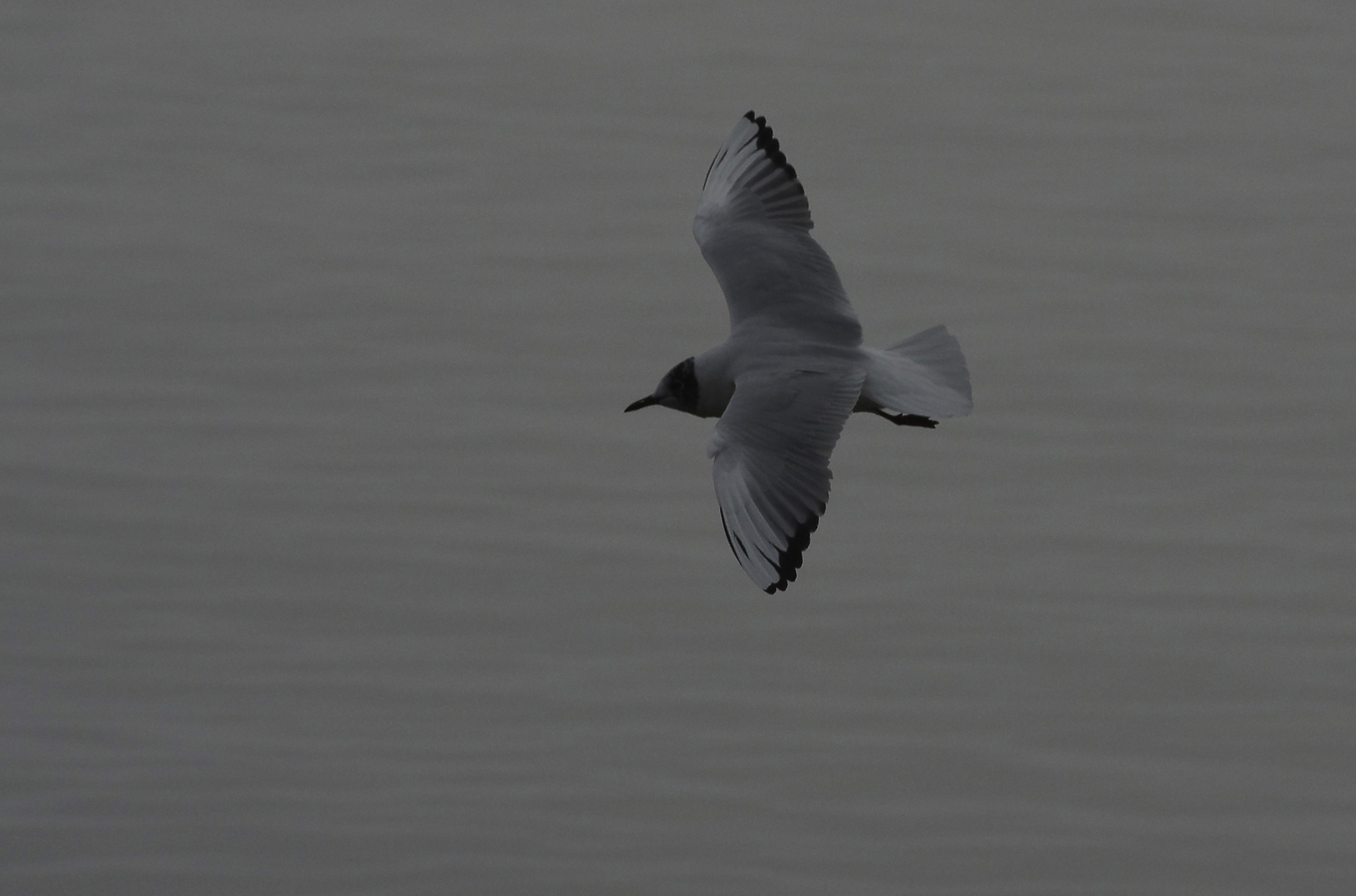 eine Möwe im Nebel