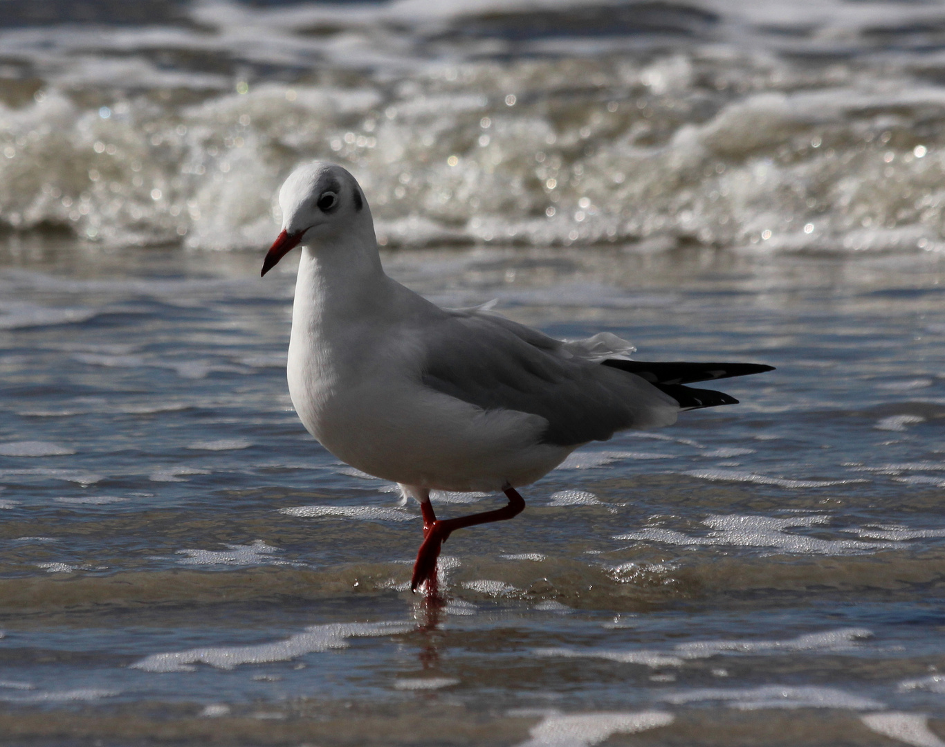 Eine Möwe im Watt