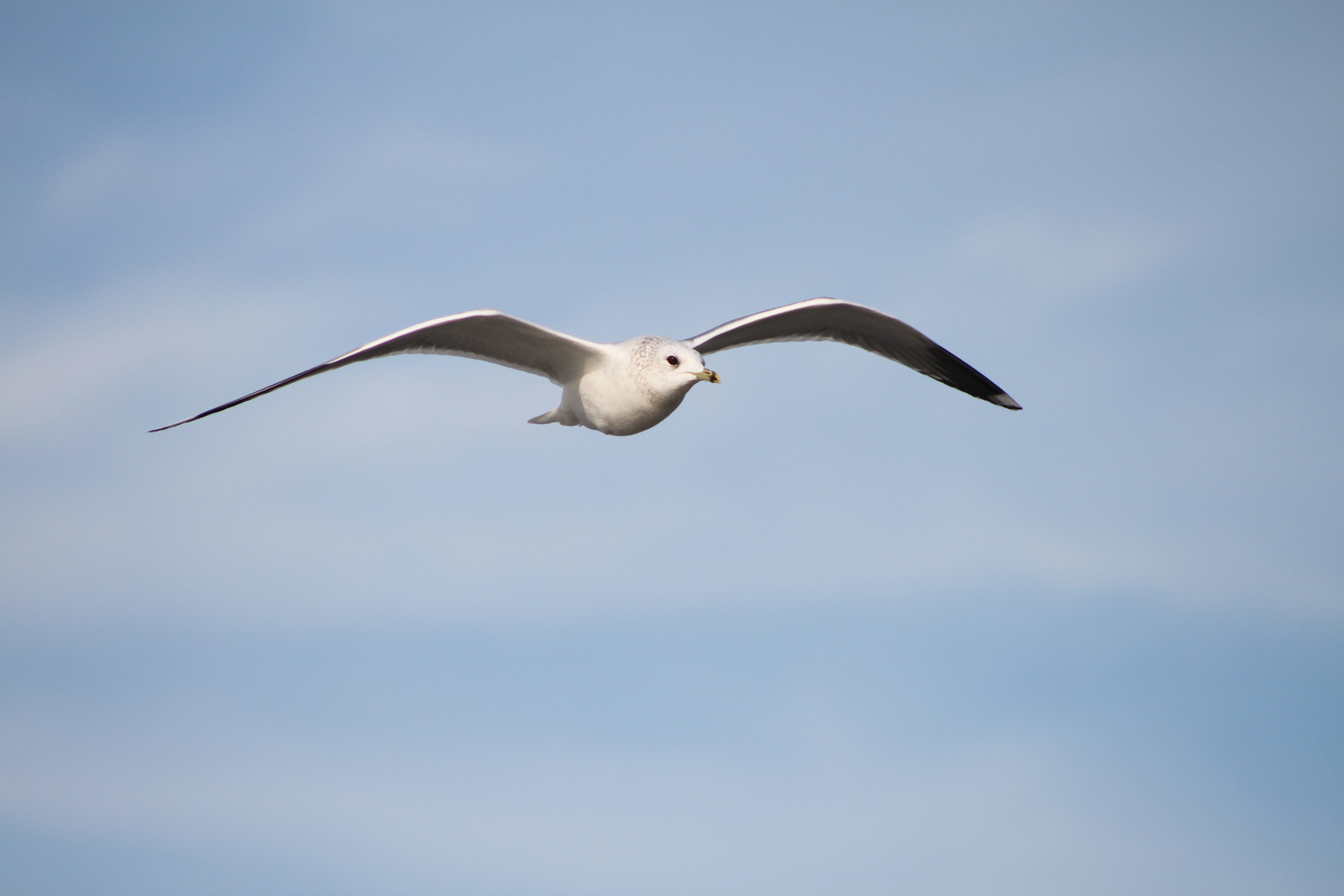 Eine Möwe in Cuxhaven